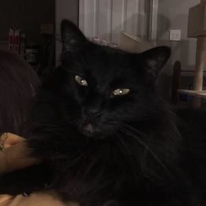 Meet your Posher, Rae'li